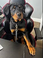 TP Smart Repairs dog, Dave, sat at a desk